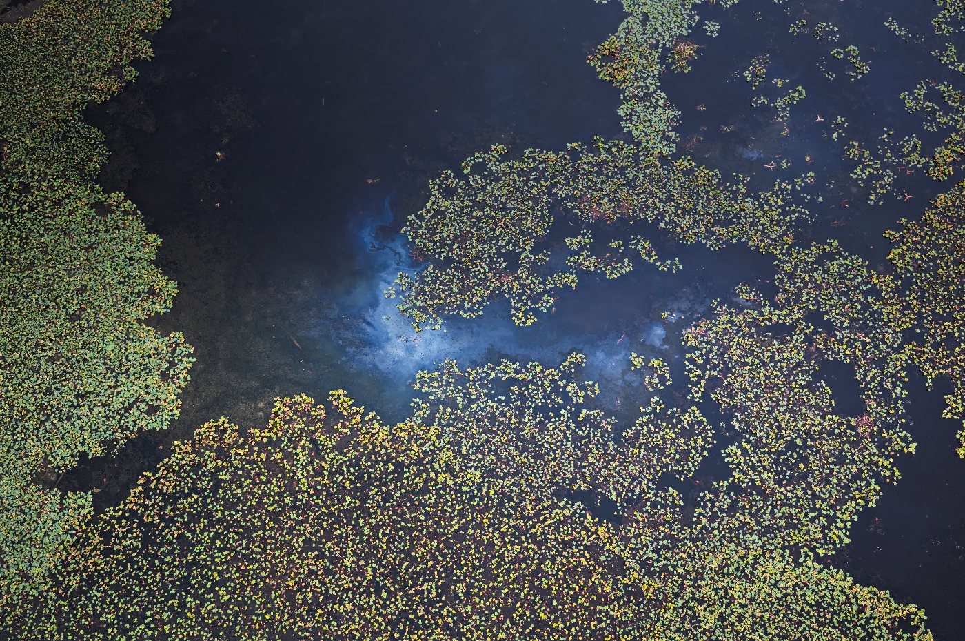 Straight-down view of lily pads on dark water with a patch of reflected sky